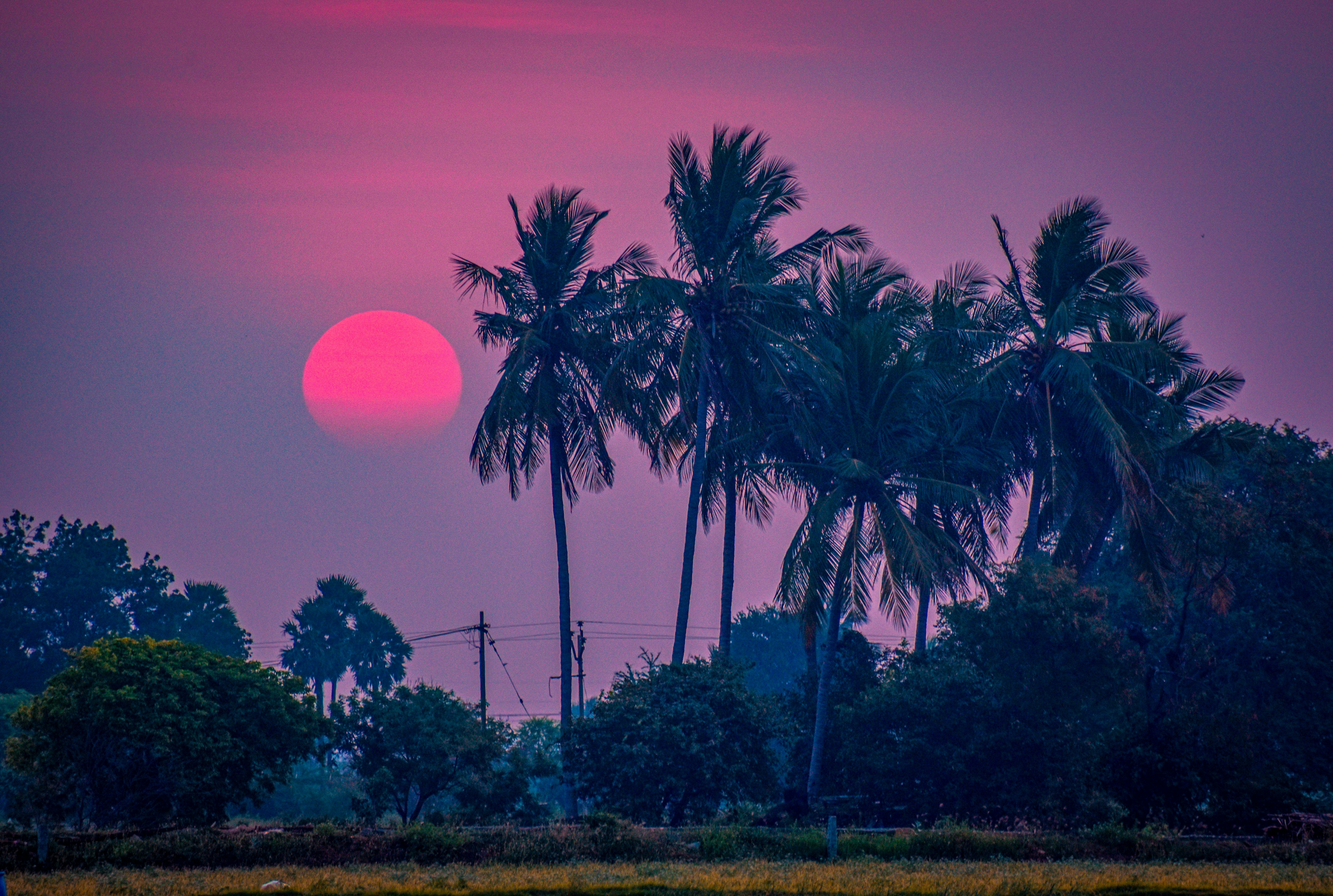 green palm trees during daytime